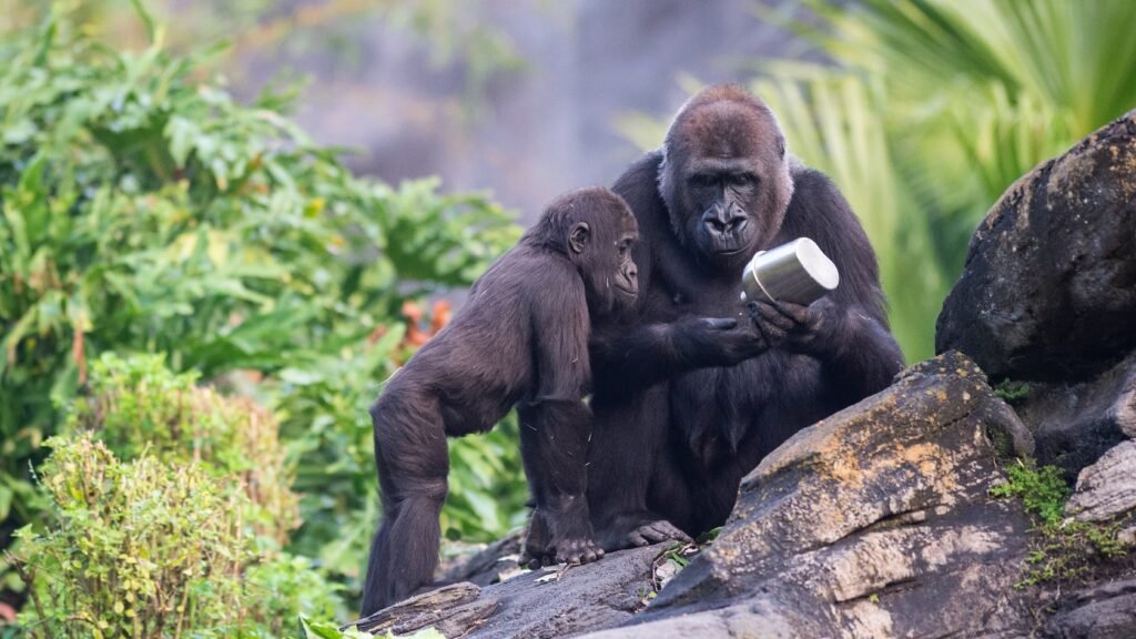 Two gorillas standing on a rock in Gorilla Falls Exploration Trail at Disney’s Animal Kingdom theme park