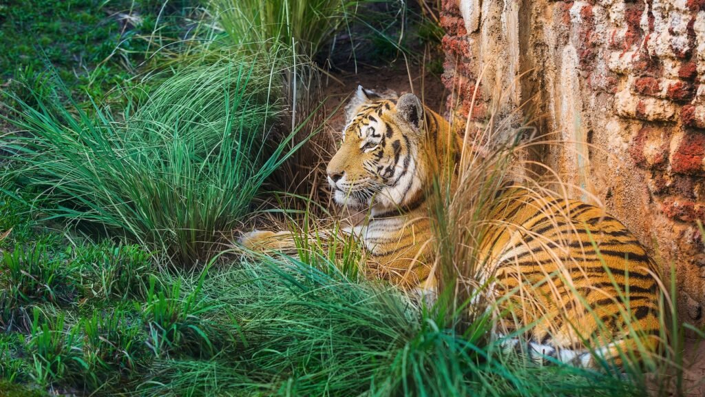 A tiger lounges in high grass next to a wall